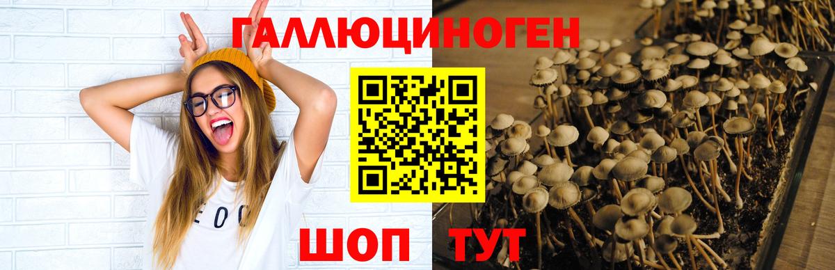 Псилоцибиновые грибы GOLDEN TEACHER Орск